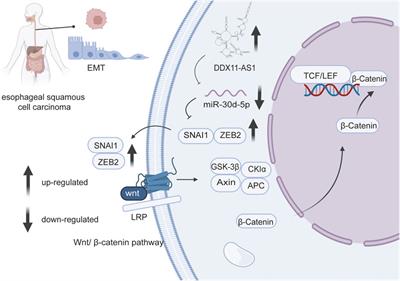 miR-30d-5p: A Non-Coding RNA With Potential Diagnostic, Prognostic and Therapeutic Applications